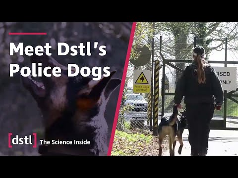 The Long Paw of the Law - Meet Dstl's Police Dogs