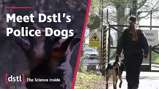 Meet Dstls Police Dogs The Long Paw Of The Law