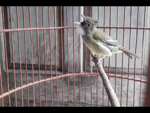 Suara Cucak jenggot Betina BIrahi Panggilan Kawin