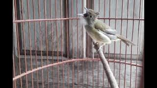 Download lagu Suara Cucak jenggot Betina BIrahi Panggilan Kawin