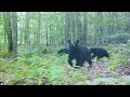 Browning Trail Cam Videos- Fall 2021