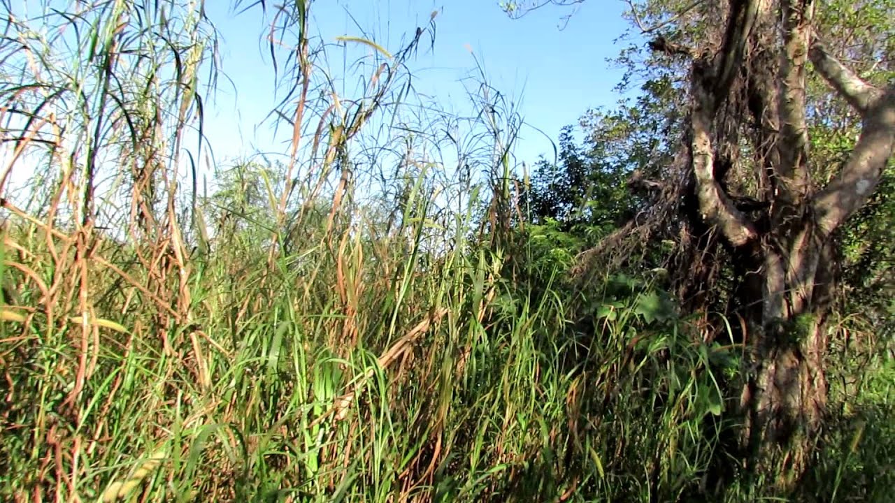 Least Flycatcher call (Southern Glades) 