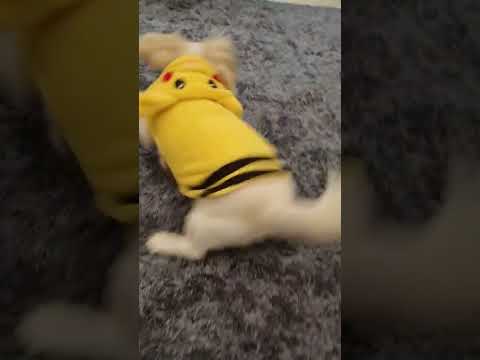 Pikachu Costume Running Around