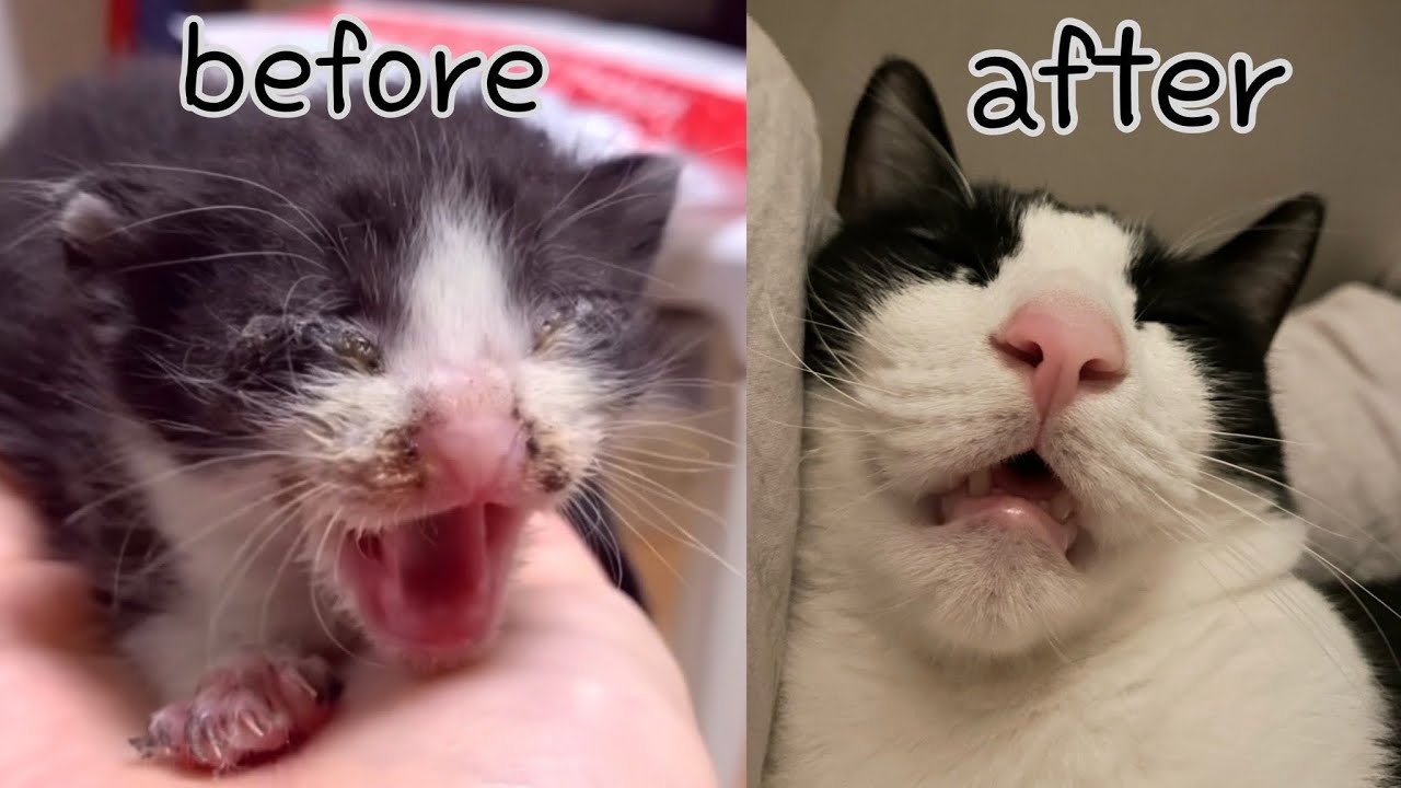 네.. 전 고양이 확대범입니다...✌🏻눈도 못뜬 고양이 구조 후, 1년간의 기록!♥️