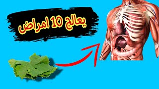 فوائد ورق العنب  لن تصدق مذا يفعل في جسمك