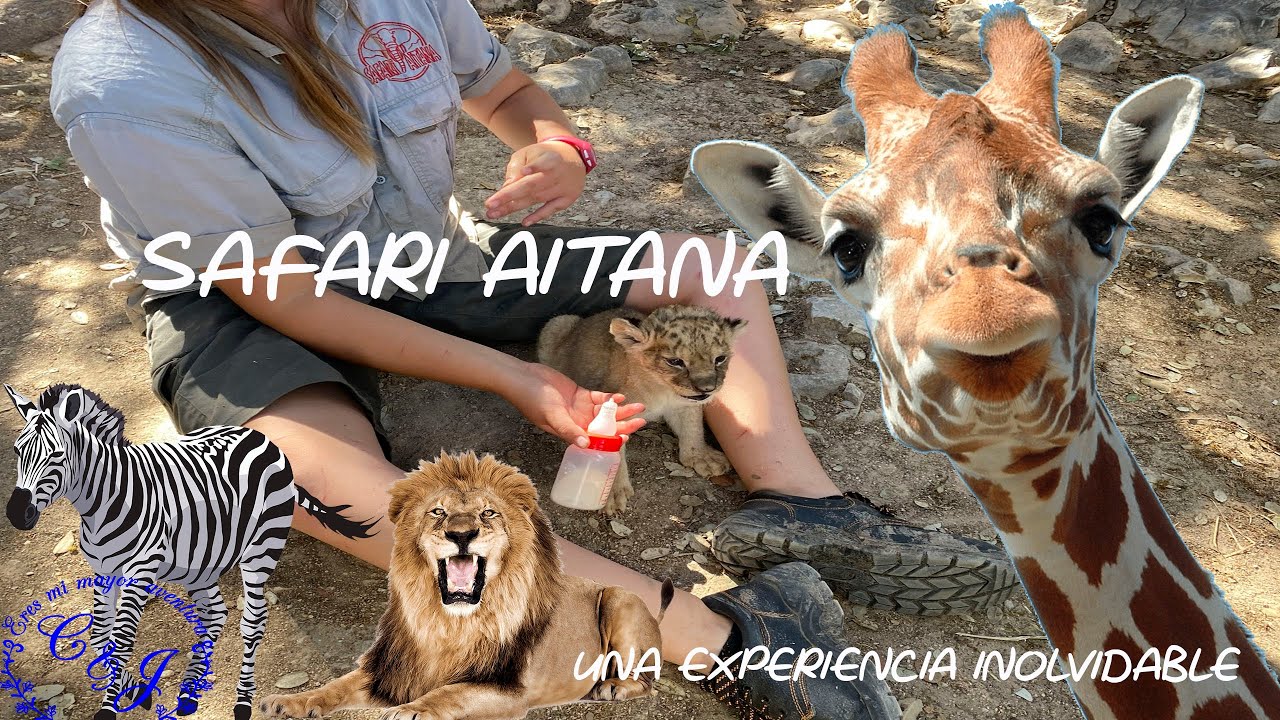 como funciona el safari aitana