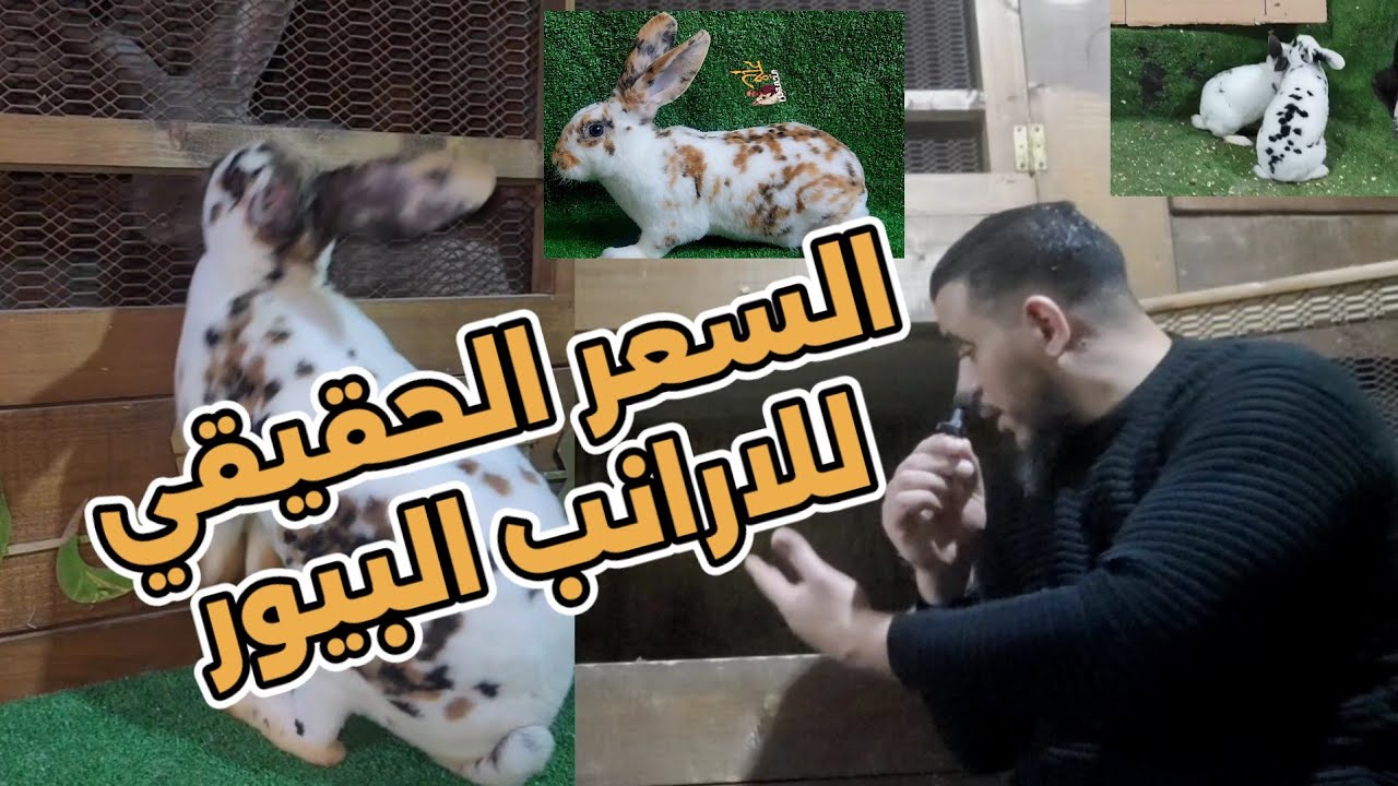 سعر الارانب البيور الحقيقي واسمع علشان تفهم صح 