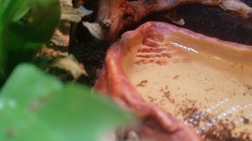 Whites Tree Frog Bio Active Vivarium Tour June 2020 Crazy Frog Lady