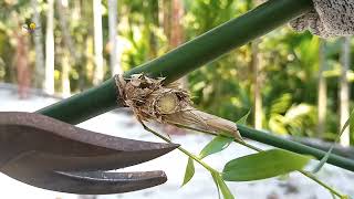 Green Bamboo Diy