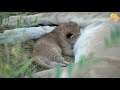 Newborn LION cubs ONLY 10 days old Sired by Sark males