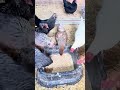 How to break up a chicken coop fight #homestead #chickens