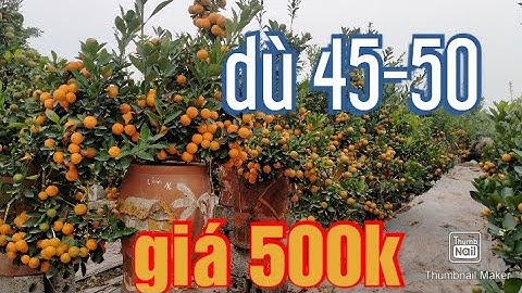 quất cảnh đẹp, quất tết 2021 - 2022 quất chum quất vò.lh0976109298