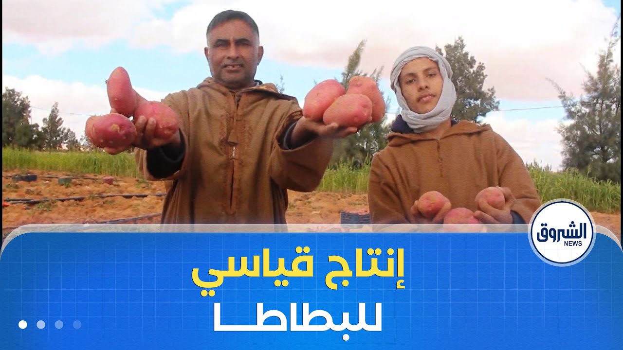 النعامة | إنتاج قياسي فب البطاطا غير الموسمية ببلدية عين بن خليل