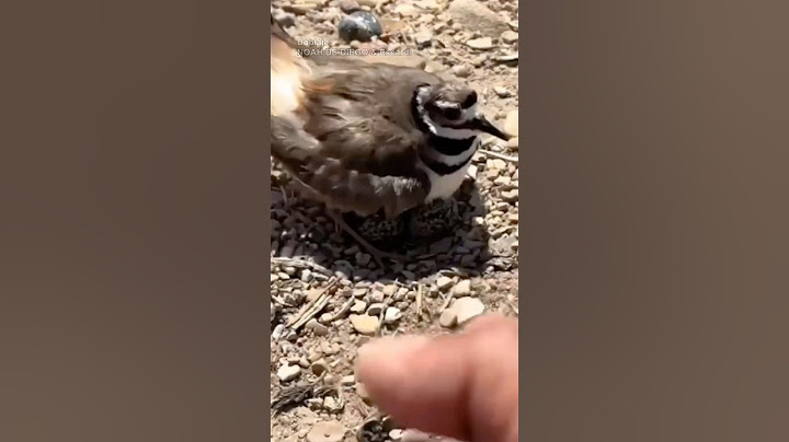 PAJARITO Y HUEVITOS con ​⁠@noahdediego