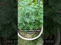 Mugwort weeds or herb ? #lanct #mugwort #gardening #herbs