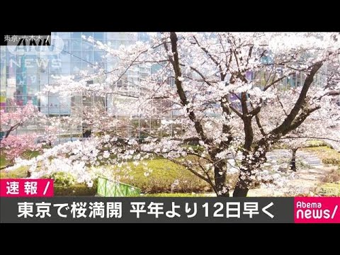 東京の桜が満開 開花から約1週間 気象庁 03 22 Youtube