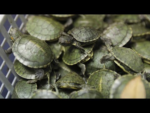 Video: Tausende Von Geschmuggelten Schildkröten Wurden Am Flughafen Von Malaysia Beschlagnahmt