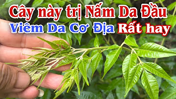 Cây này trị Nấm Da Đầu, viêm da cơ địa rất hay. @PHAN HẢI Channel