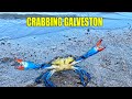 CRABBING In GALVESTON Bay (Blue Crab Catch & Cook)
