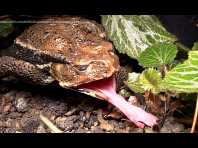 アズマヒキガエルのお食事会 ToadsEastern Japanese Common Toad - YouTube