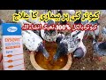 Kabootar ki har bimari ka ilaj  sust kabootar ka ilaj  pigeon treatment for all diseases  part 2