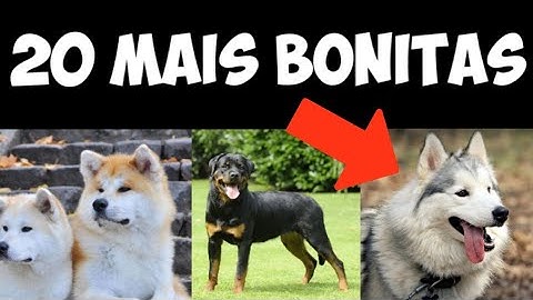 Top 20 raças de cachorros mais bonitas do mundo
