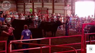 2023 Market Beef Show Junior Fair Stark County Live Stream