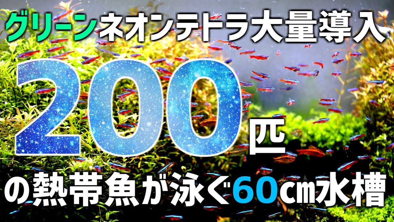 グリーンネオンテトラを大量導入 カージナルテトラと合わせて180匹の混泳 60 水槽に生体0匹 62 アクアリウム Youtube