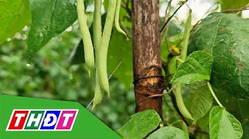 Bí kíp vàng cho vườn đậu cove | Hữu cơ cho nông sản Việt - 9/9/2025 | THDT