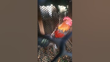 Qaib F1 khav thb zoo nraug heev