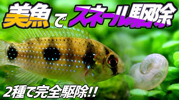 バジスバジス Youtube バジスバジス Youtube