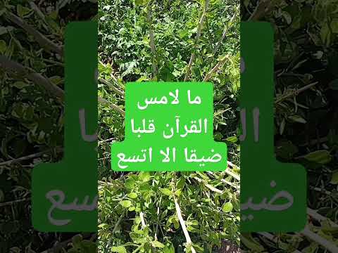 الله القران الكريم رمضان2025 اسلام 