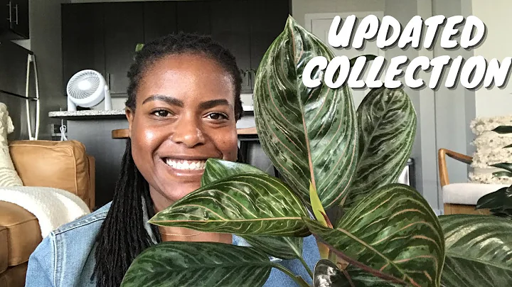 My Updated Aglaonema Collection