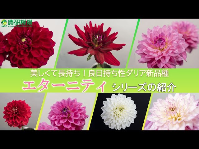 ダリアになります sddefault.jpg