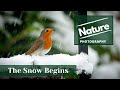 UK Snow 2021 - WILDLIFE and NATURE Photography