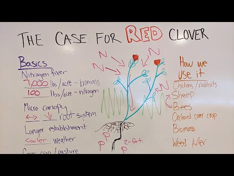 Red Clover Cover Crop | The ULTIMATE pasture supplement for homestead AND commercial farms