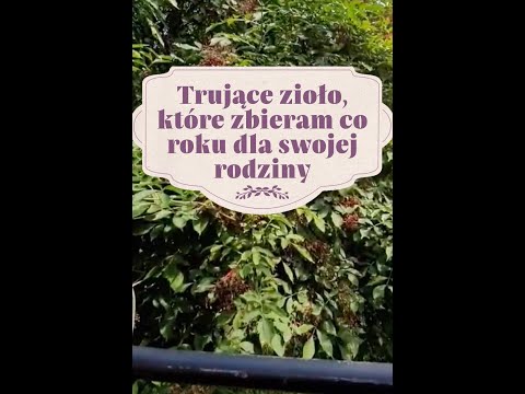 Wideo: Czarny Bez W Ogrodowej I Domowej Apteczce