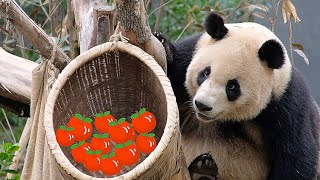 Ai Jiu found the apples, but Runyue ate them in the end by 胖达日记 Hi Panda 1,385 views 10 days ago 1 minute, 53 seconds