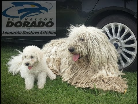 Video: La mujer no planeó guardar este gatito, pero su perro tenía otros planes