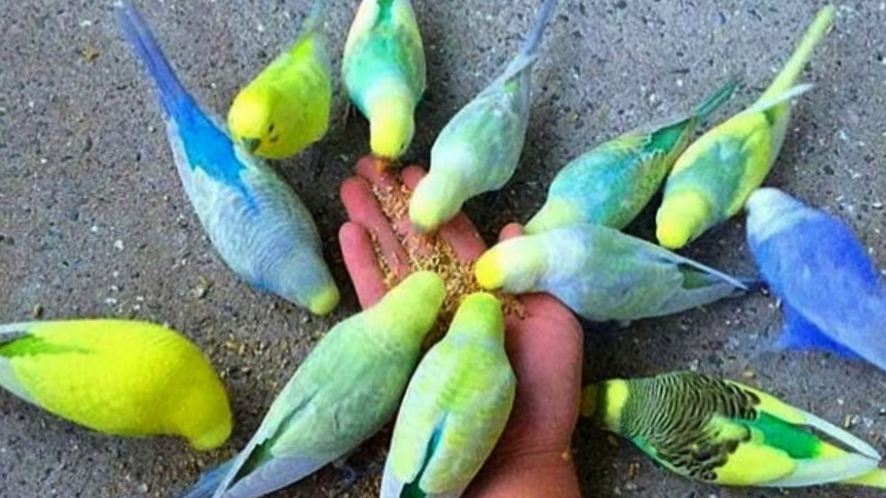 اشكال وانواع الفول بدى