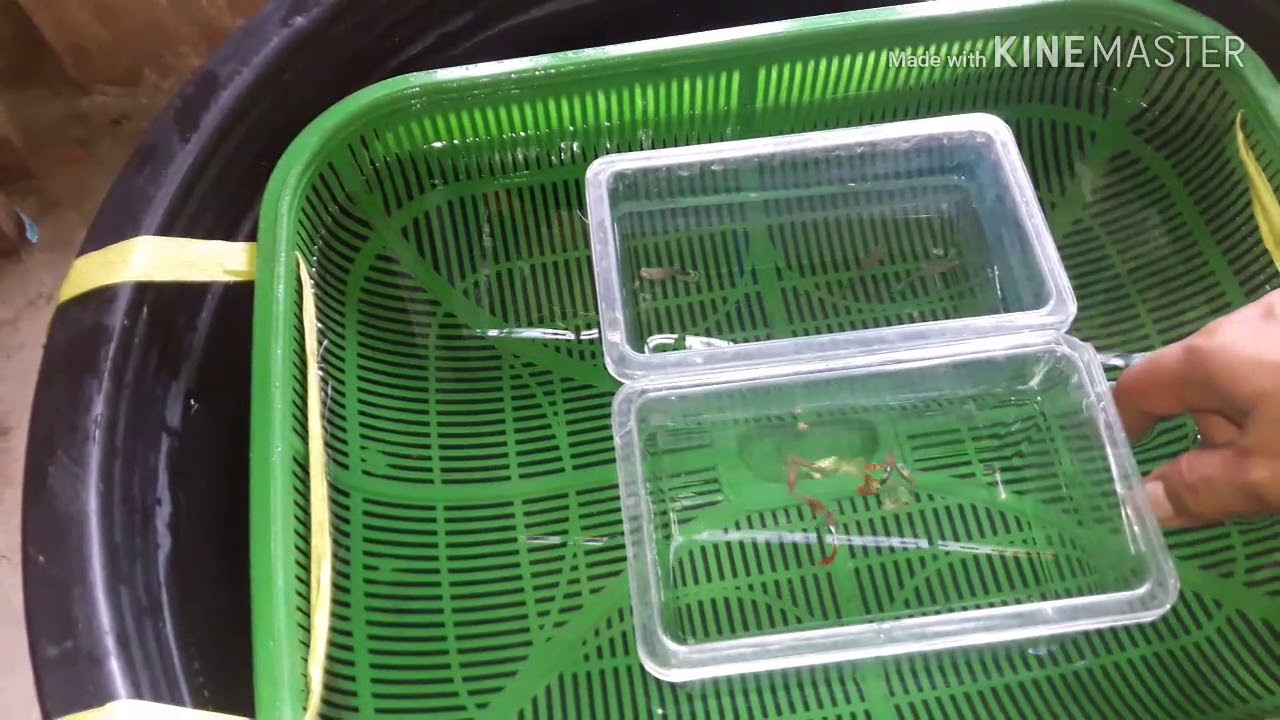 Budidaya Ikan Guppy Part 2 : Mengawinkan/Pemijahan