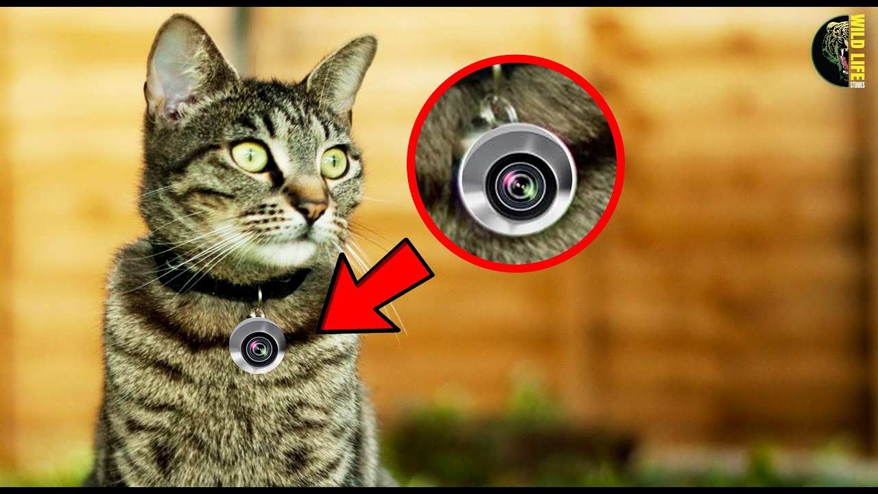 This Cat Comes Home With A CAMERA Collar. When The Owner Sees The ...