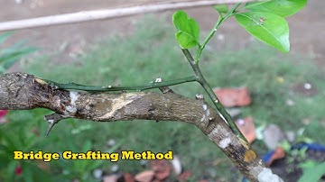 Bridge grafting on plants