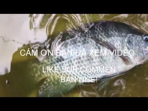 Video Mô Hình Nuôi Cá Trong Bể Xi Măng Hiệu Quả Kinh Tế Cao... - youtube