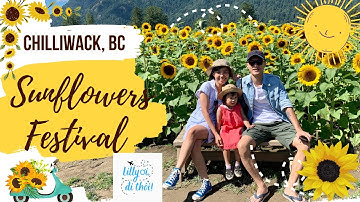 Cánh đồng Hoa Hướng Dương tuyệt đẹp - Stunning Sunflower Field in Chilliwack, BC