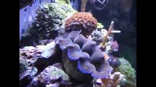 StevieT's Office Max, Red Sea Max Reef