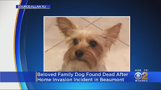Man Finds His Dog Dead In The Road After Break-In At Beaumont Home