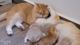 There's no question that Leo cat is an exceptional father figure. Look how happy their family is!