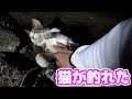 【キュン死】釣りに行ったら最強に可愛い猫が釣れた。