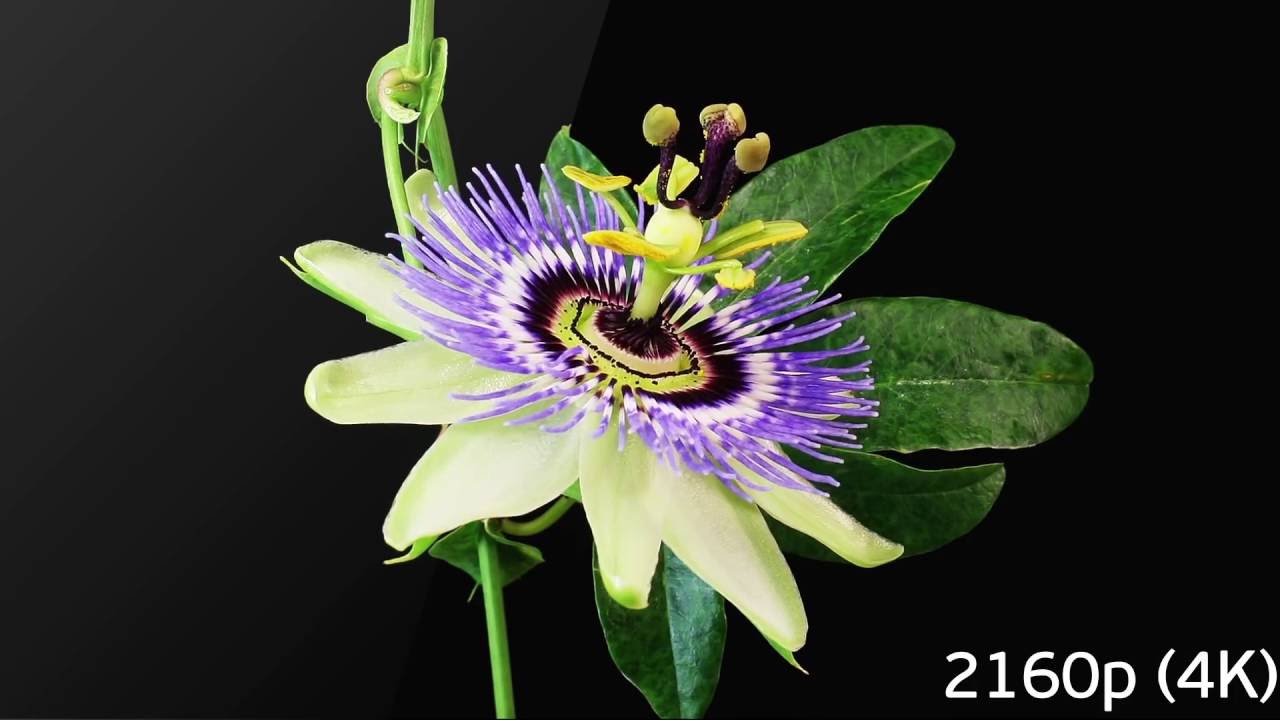 Спутниковая Ultra HD 4K приставка сервер GS A230